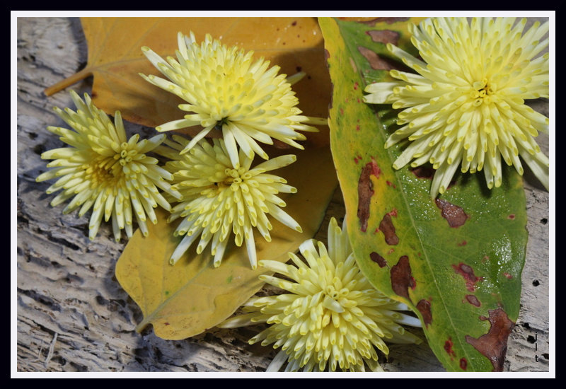 chrysanthèmes jaunes 001