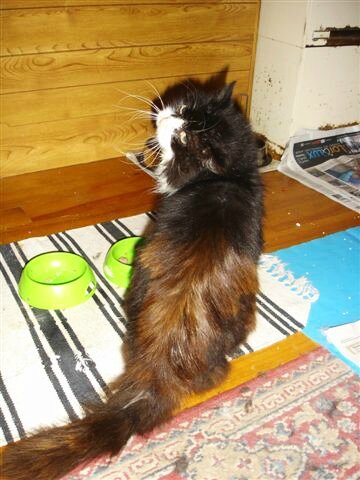 Ou steriliser son chat gratuitement