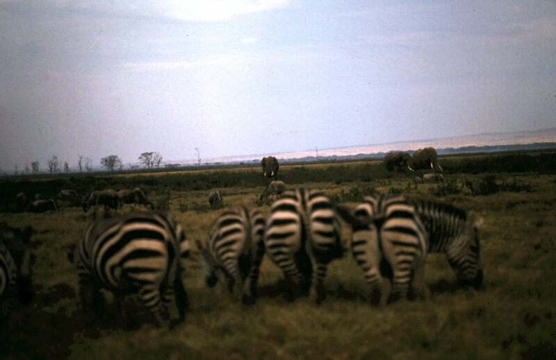 amboseli zebre e
