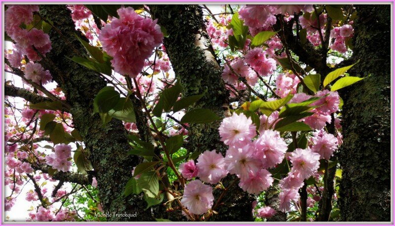 Cerisier fleurs 2104153