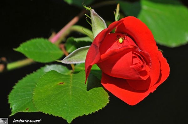 La_Belle_et_la_bete
