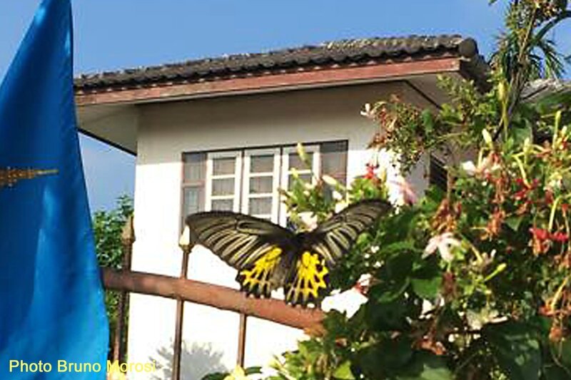 Papillon Troides aeacus • famille des Papilionidae (Thaïlande)