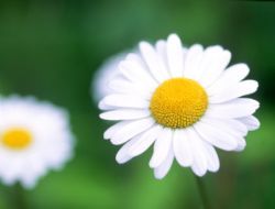 margueritte