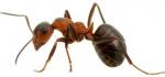 fourmis-comment-se-debarrasser-des-fourmis-lutter-contre-les-fourmis-chasser-les-fourmis-eloigner-les-fourmis