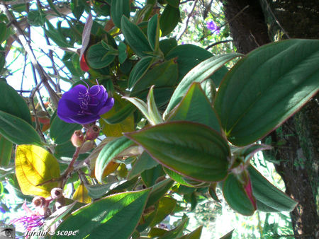 8937_Tibouchina_semidecandra