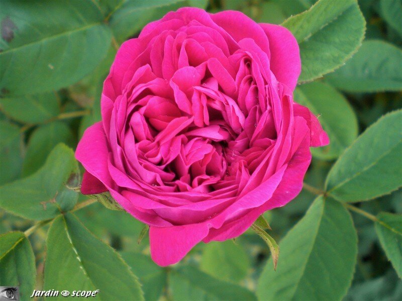 Rosier buisson 'Rose de Resht'