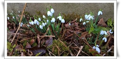 Premières perce-neige