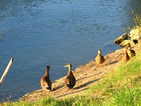 canards_au_soleil3