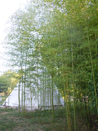 Tipi bambou