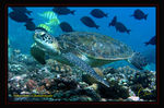 Tortue_verte