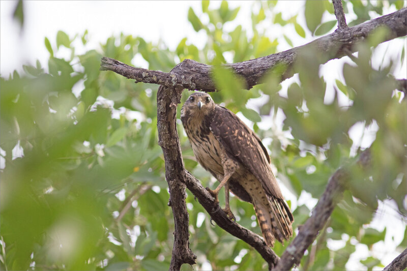 J7 Ensenada 071219 ym 37 oiseau buse indet