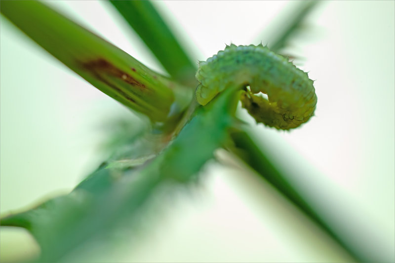 SM chenille verte 8 020923