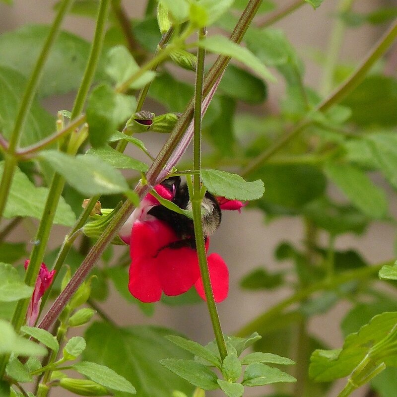 aa fleurs qui restent-001