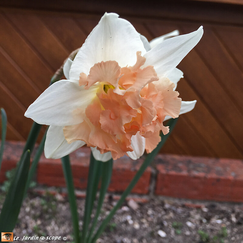 Narcisses Palmarès