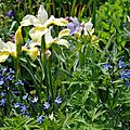 Iris sibirica 'Butter and Sugar', Amsonia orientalis 'Blue Ice', Geranium pratense 'Ilja'