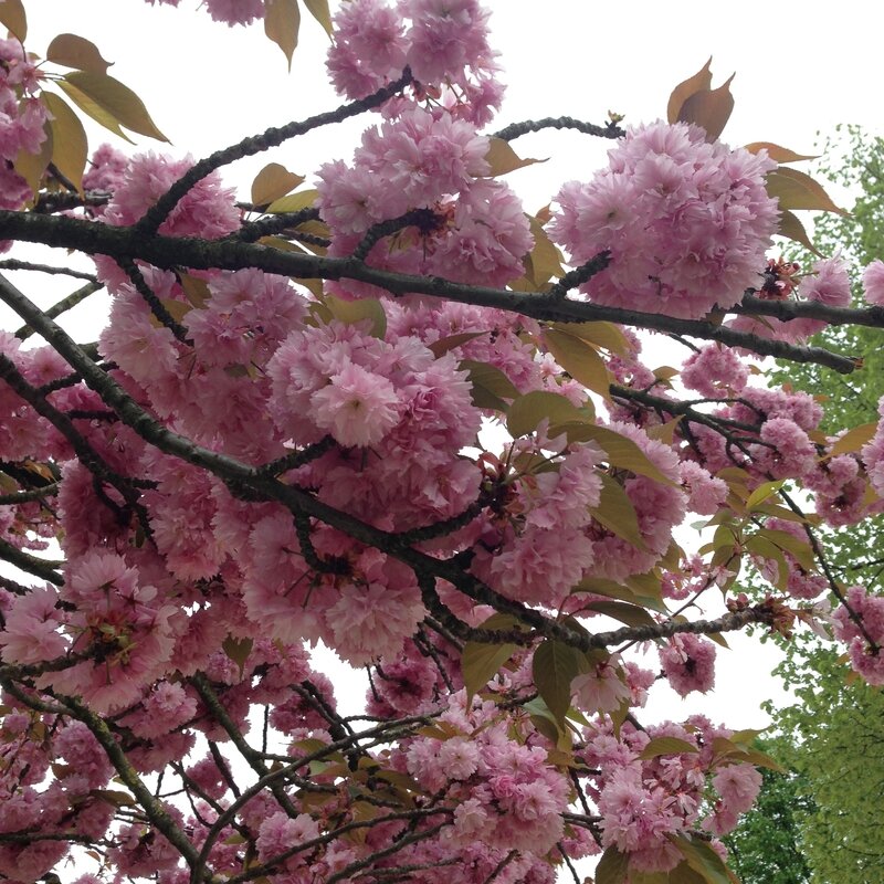 Printemps @ Ranelagh 2