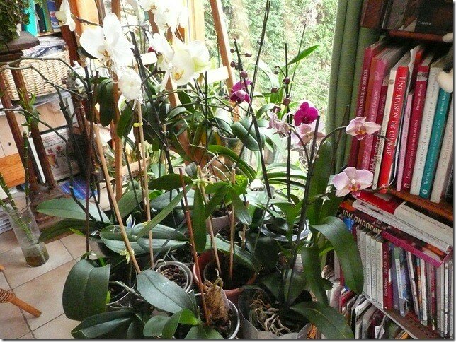 Orchidées   Pot à Biscuits 195