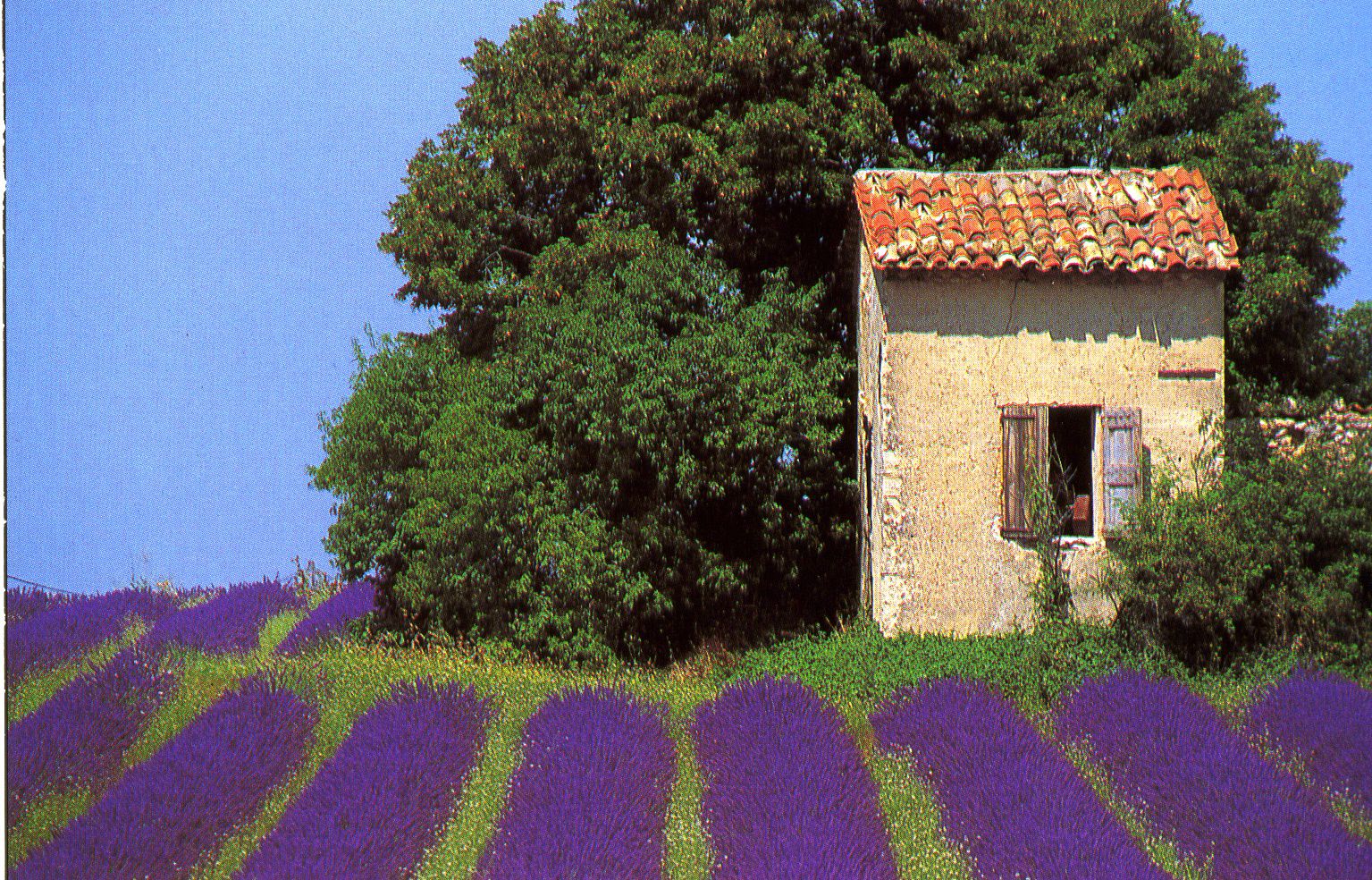 Cabanon-lavande