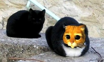 chat