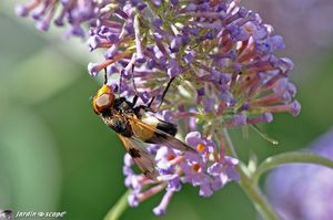 Volucella inflata sur Buddléia