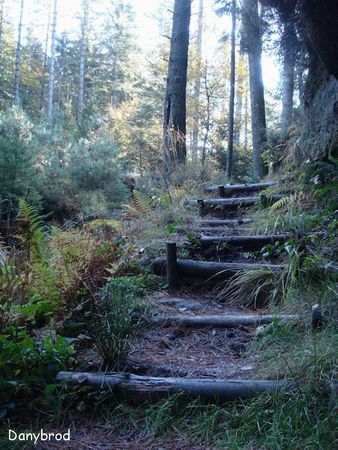 foret epinal1