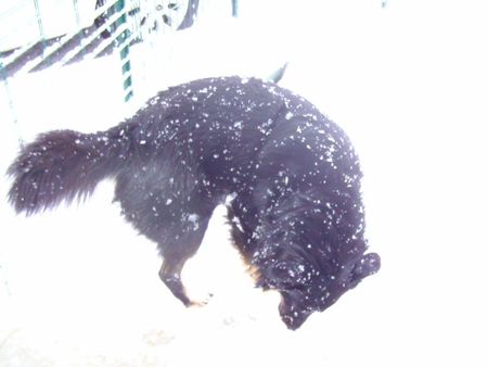 les chiens dans la neige 050212 004