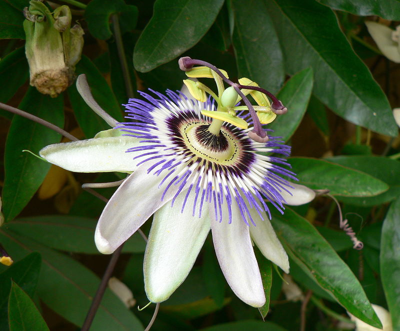 passiflore