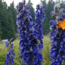 Photo-HP 735-Photosmart-bis