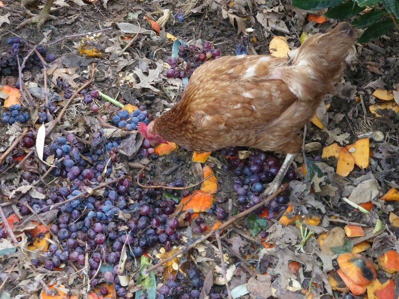13-poules-raisin (9)