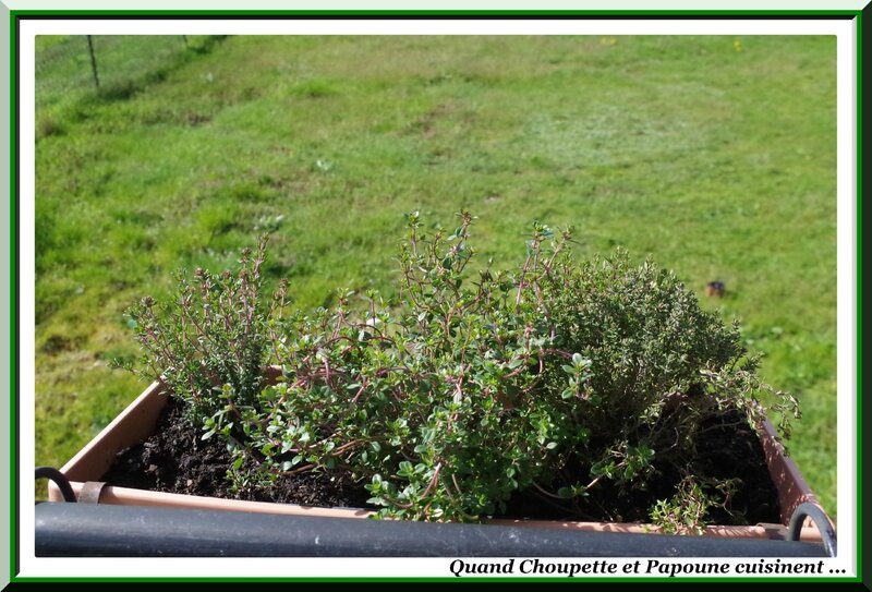 les herbes aromatiques-3318