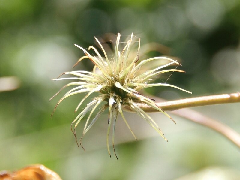 clematite arachnoide