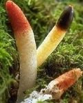 Phallus_du_chien3