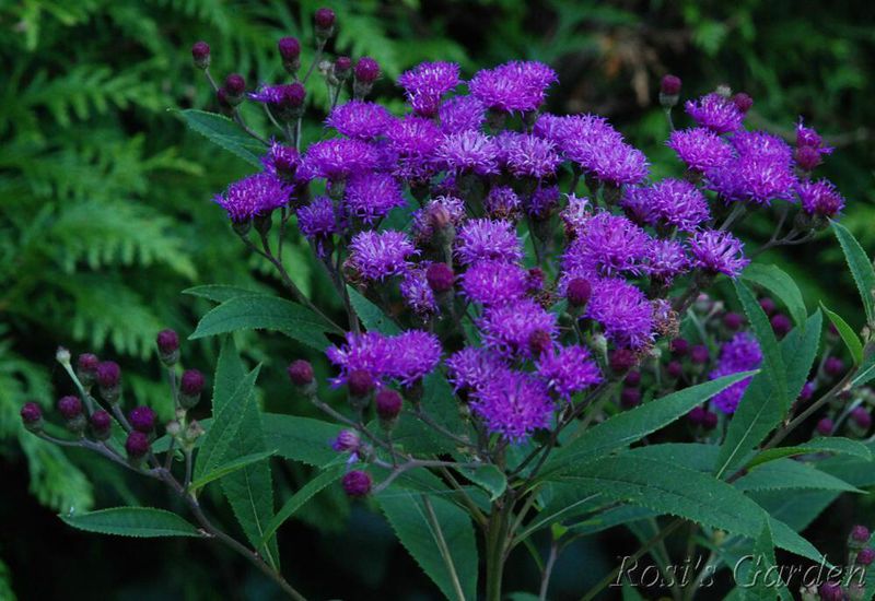 Vernonia crinita 'Mammuth'