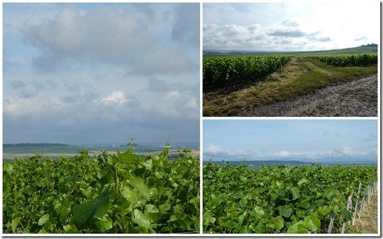 palissage 19 juin 20233