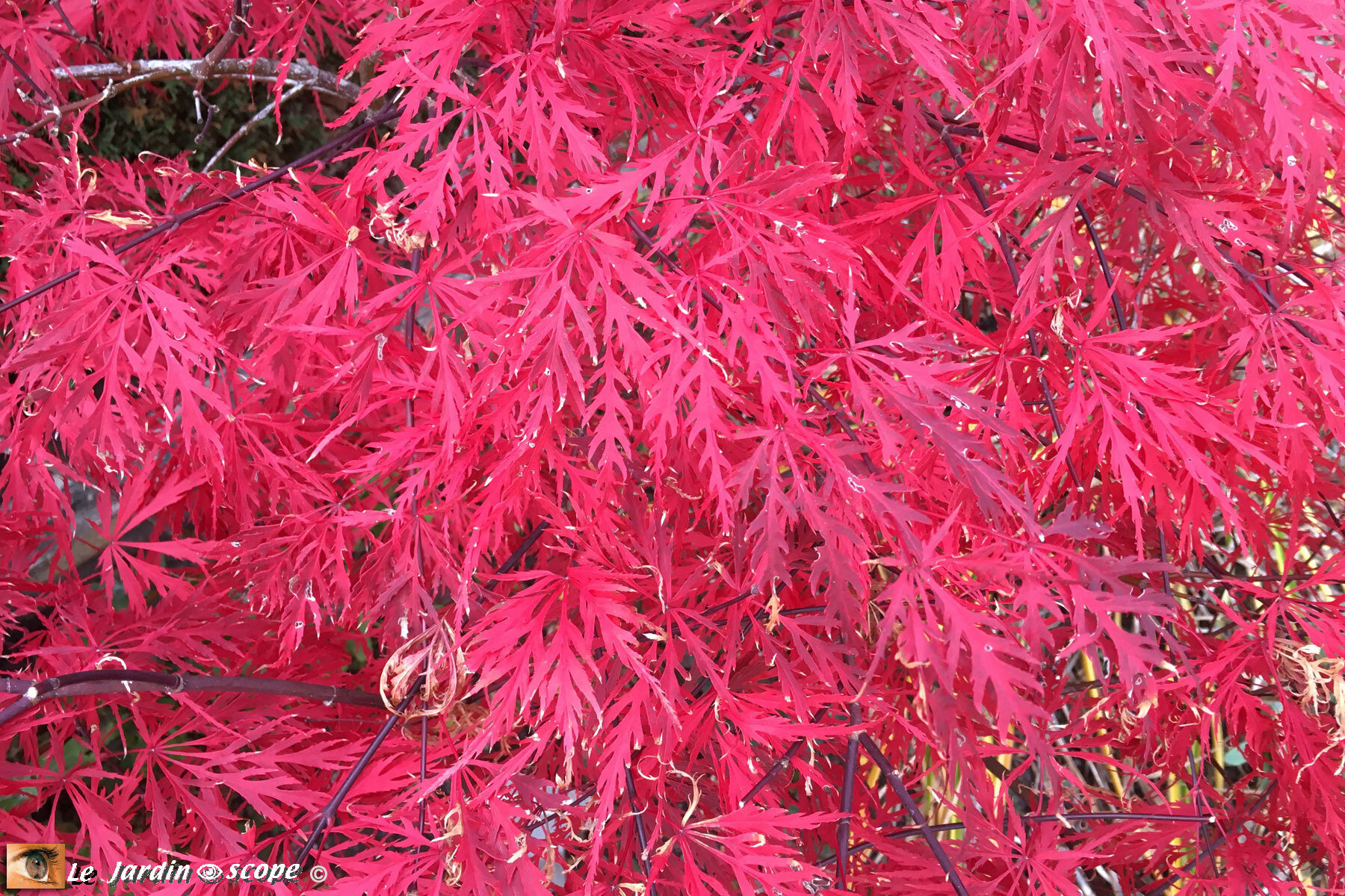  Acer palmatum Dissectum Garnet en automne