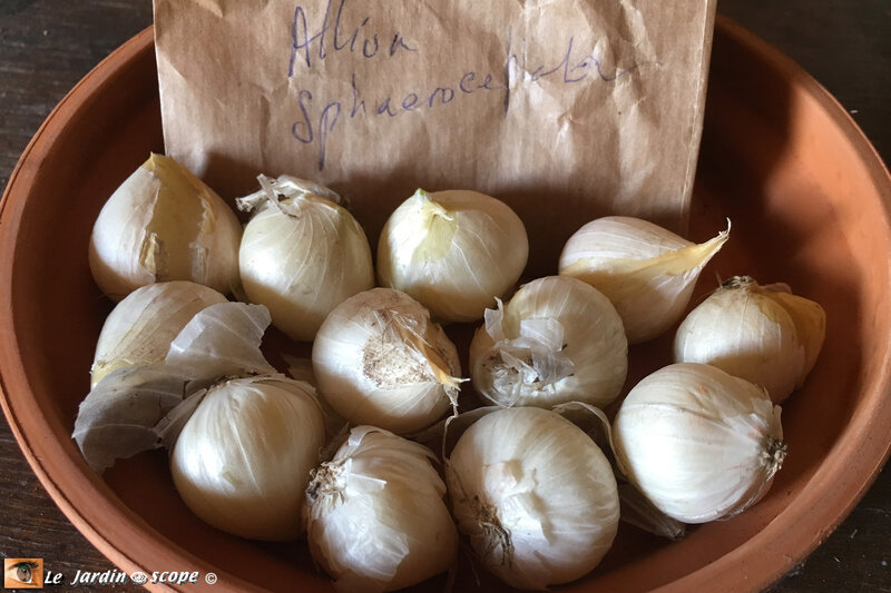 Allium-Schaerocephalum-bulbes