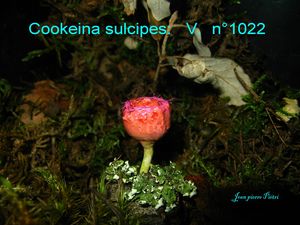 Cookeina sulcipes n°1022