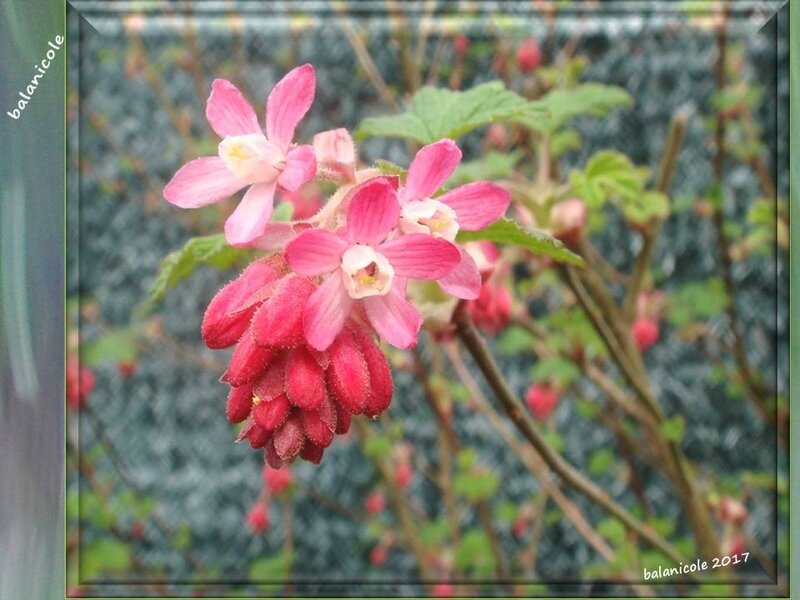 balanicole_2017_02_le printemps des arbustes_09_cassis fleurs