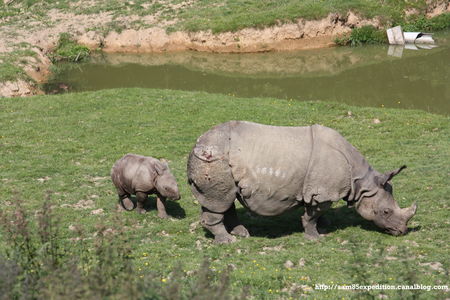 Rhinoc_ros_indien__3_