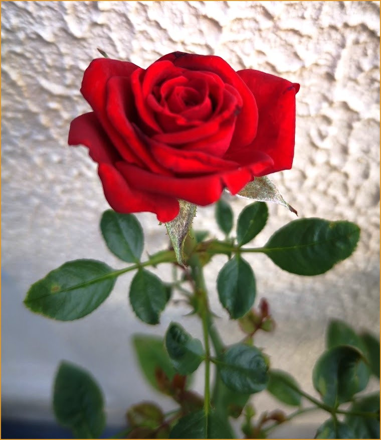 rosedudimanche