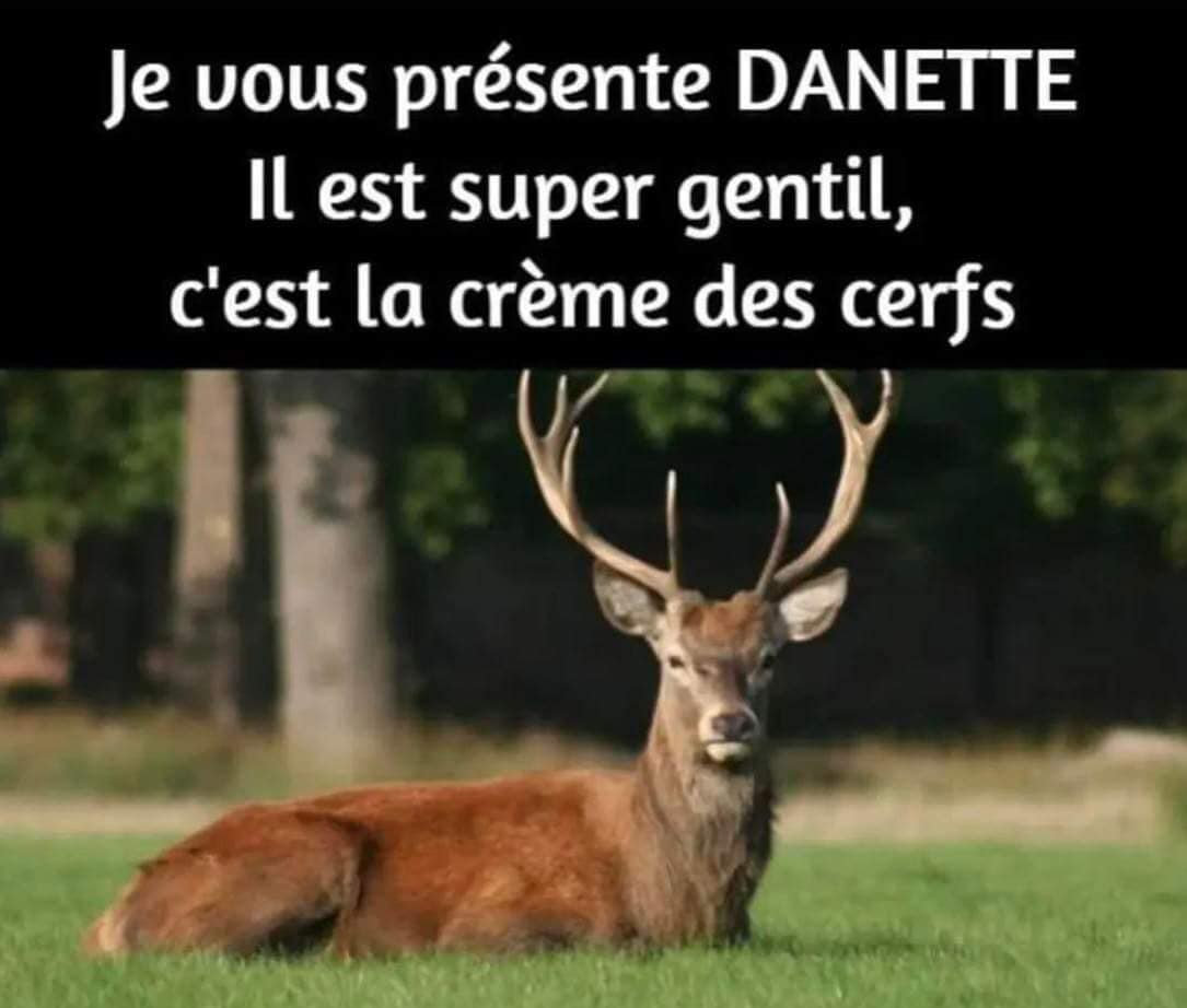 La crême des cerfs