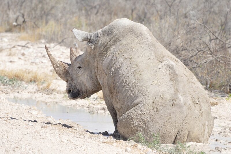 Rhinocéros blanc, parc d'Etosha, Namibie (2)