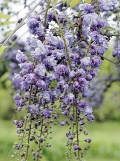 wisteria-floribunda-violacea-plena-alamy-stock-photo_11855