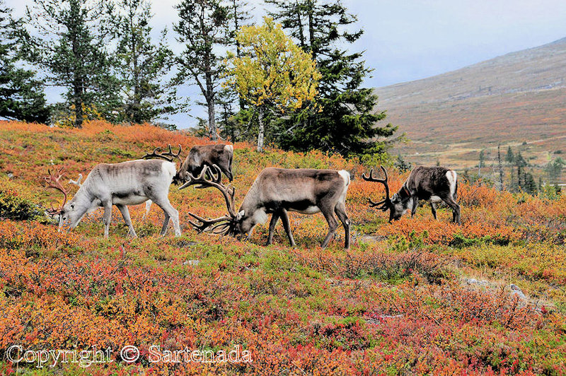 Taivaskero_Laukukero_Muonio_Pallas_Lapland_ (62)