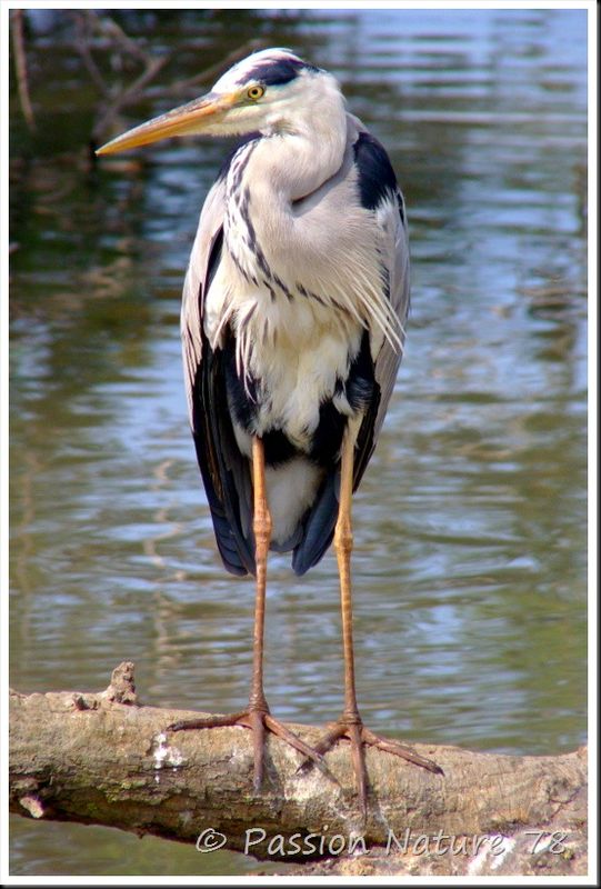 La Camargue