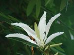 110-Fleur de Bauhinia grandiflora
