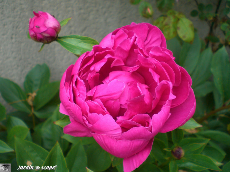 Pivoine 'Karl-Rosenfield'