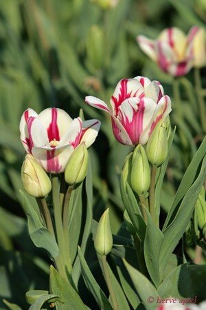 IMG_2044copie2