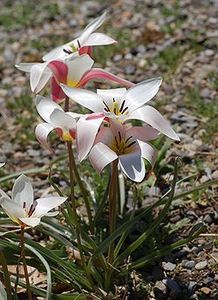250px-Tulip_Tulipa_clusiana_'Lady_Jane'_Rock_Ledge_Plant_1730px