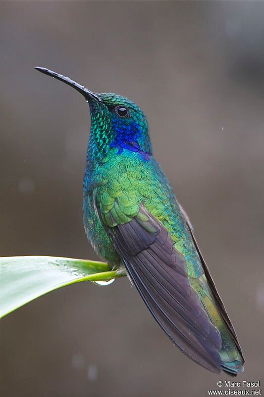 colibri